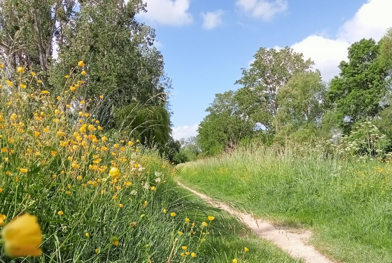 CHEMIN 2.  Les photos ont été prise le long du Canal d'Orléans sur le chemin du halage entre la Venelle de la Hotte et la rue du moulin d'Aveau. photo 2. PASCAL GOUHIER